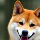 Happy Shiba Inu